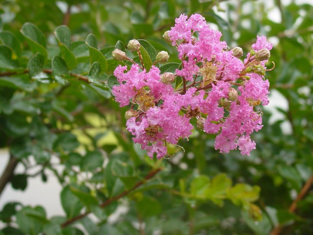 Crepe Myrtle