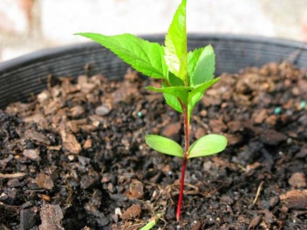 apple seedling