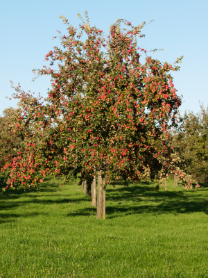MatureAppleTree